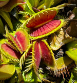 Dionaea mammoth venus flytrap