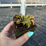 Dionaea mammoth venus flytrap