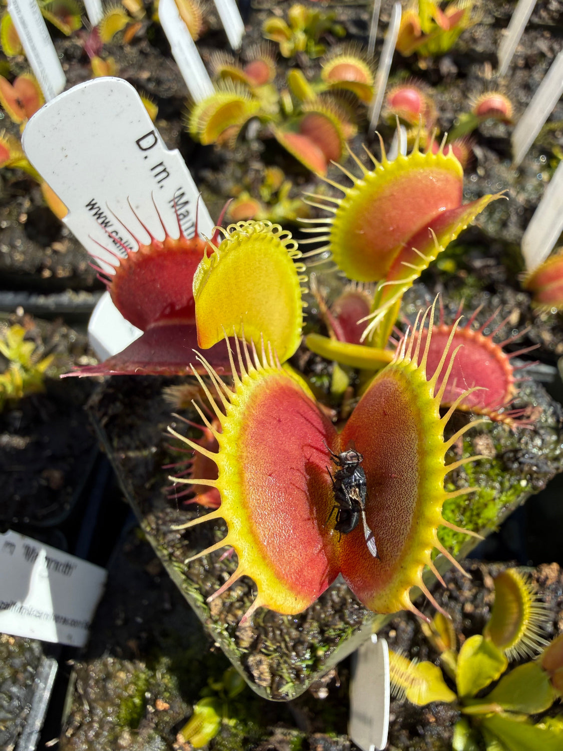 A close-up of a Venus flytrap plant in a pot, with its trap open and a small fly trapped inside. White plant tags are visible in the surrounding soil.