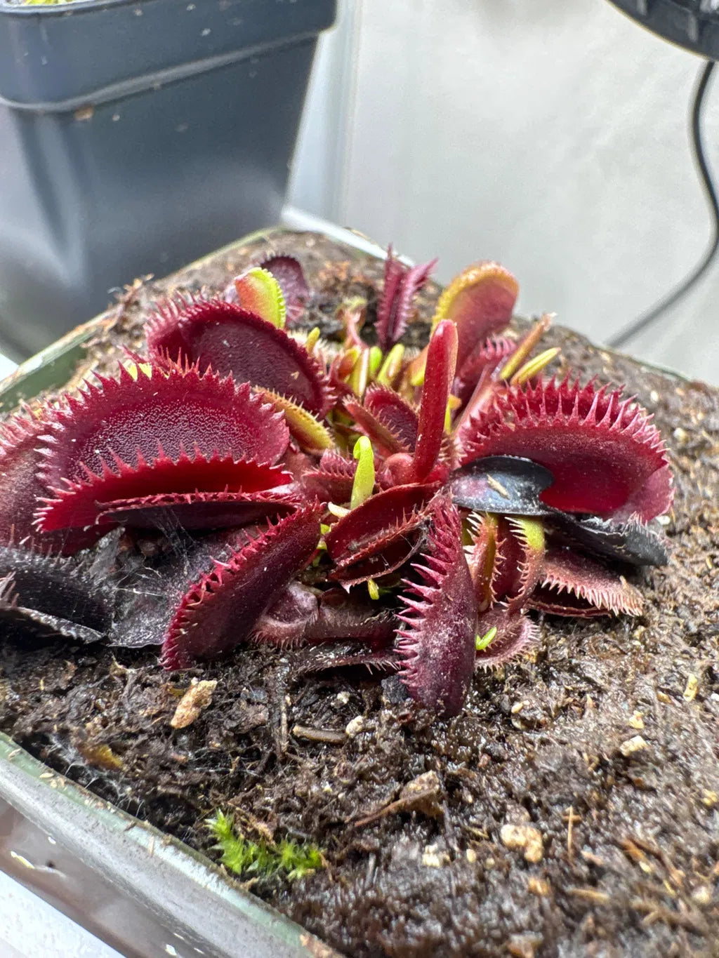Close up of red colored venus flytrap
