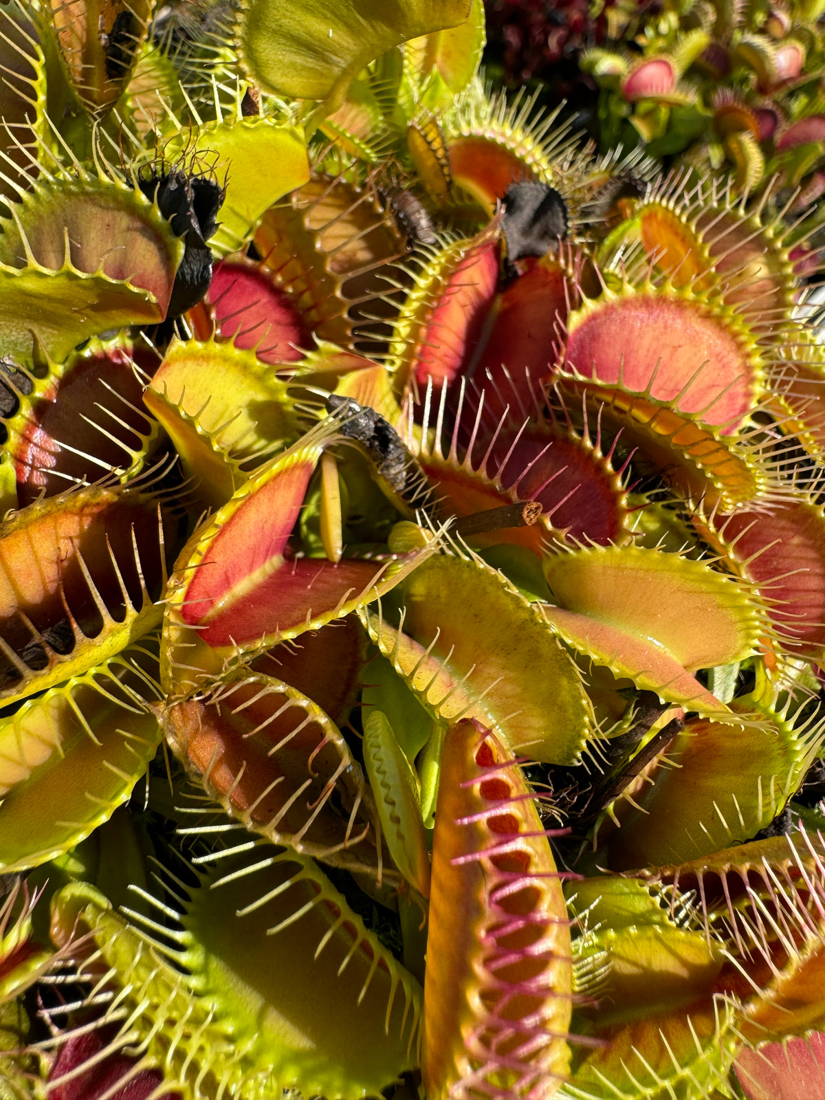 A close up of red and green Venus flytraps 