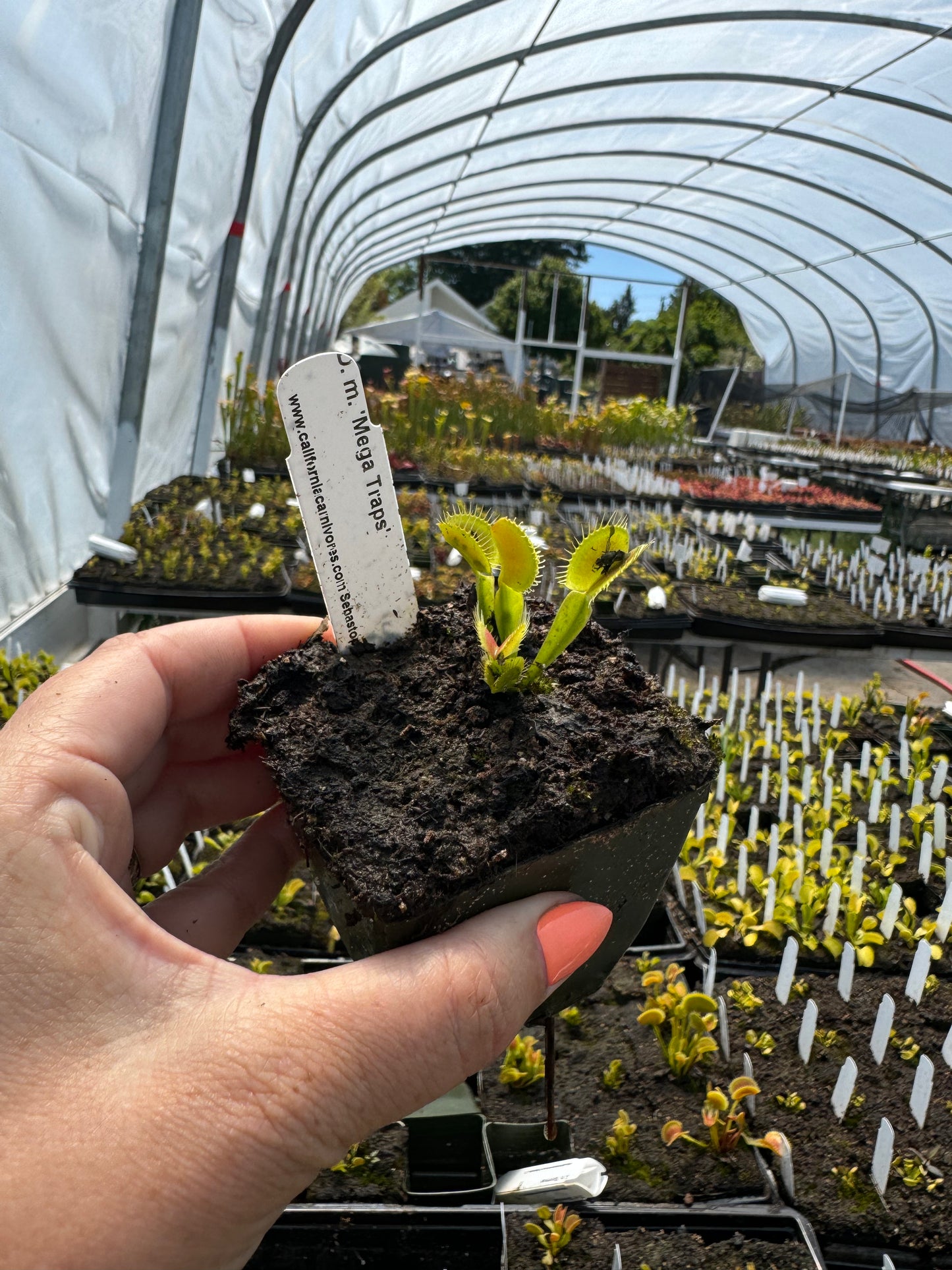 A hand hold a avenue flytrap in a greenhouse setting 