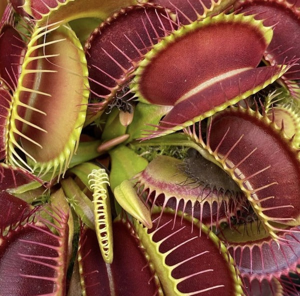 Closeup of red and green Venus flytrap traps