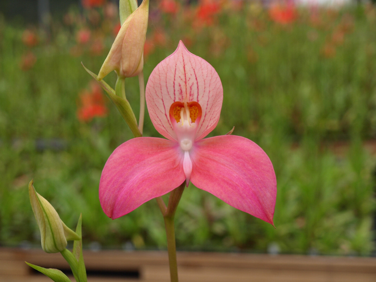 Disa Betty’s Bay Orchid