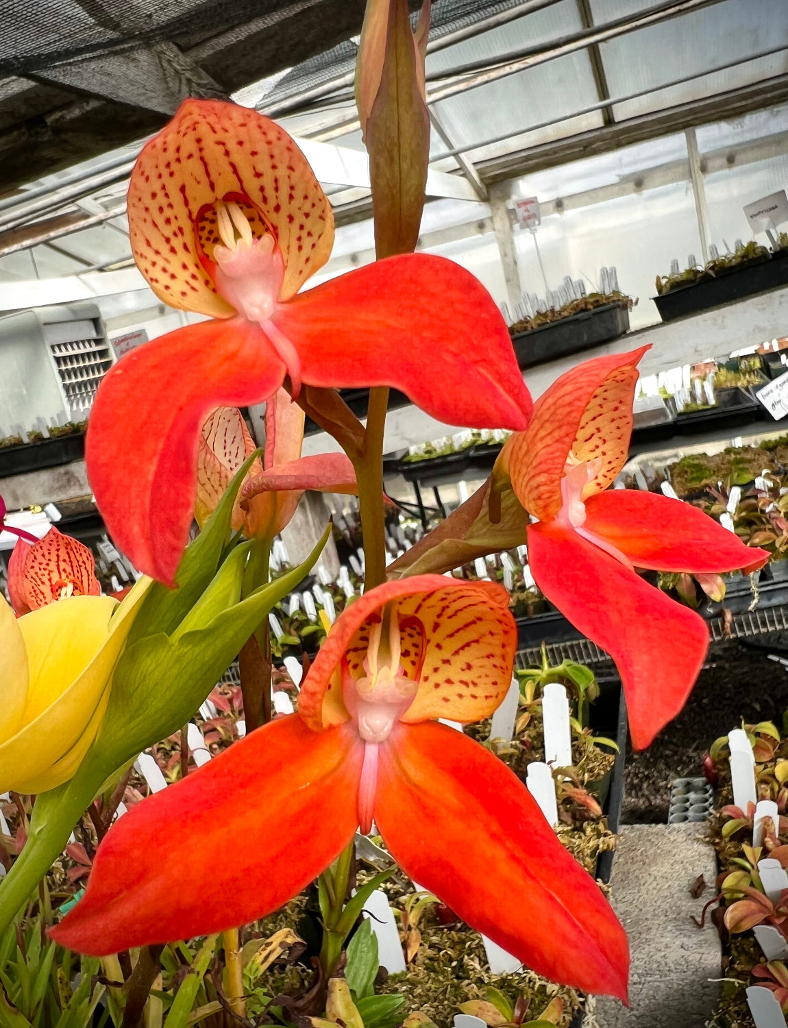 Disa California Gold Orchid