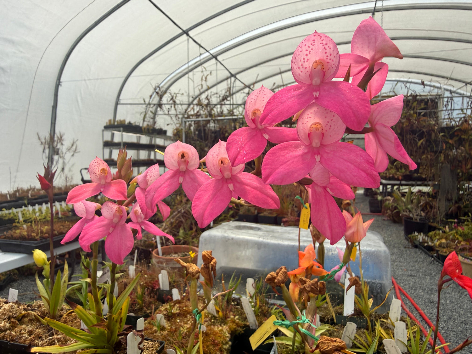 Disa Elwesii