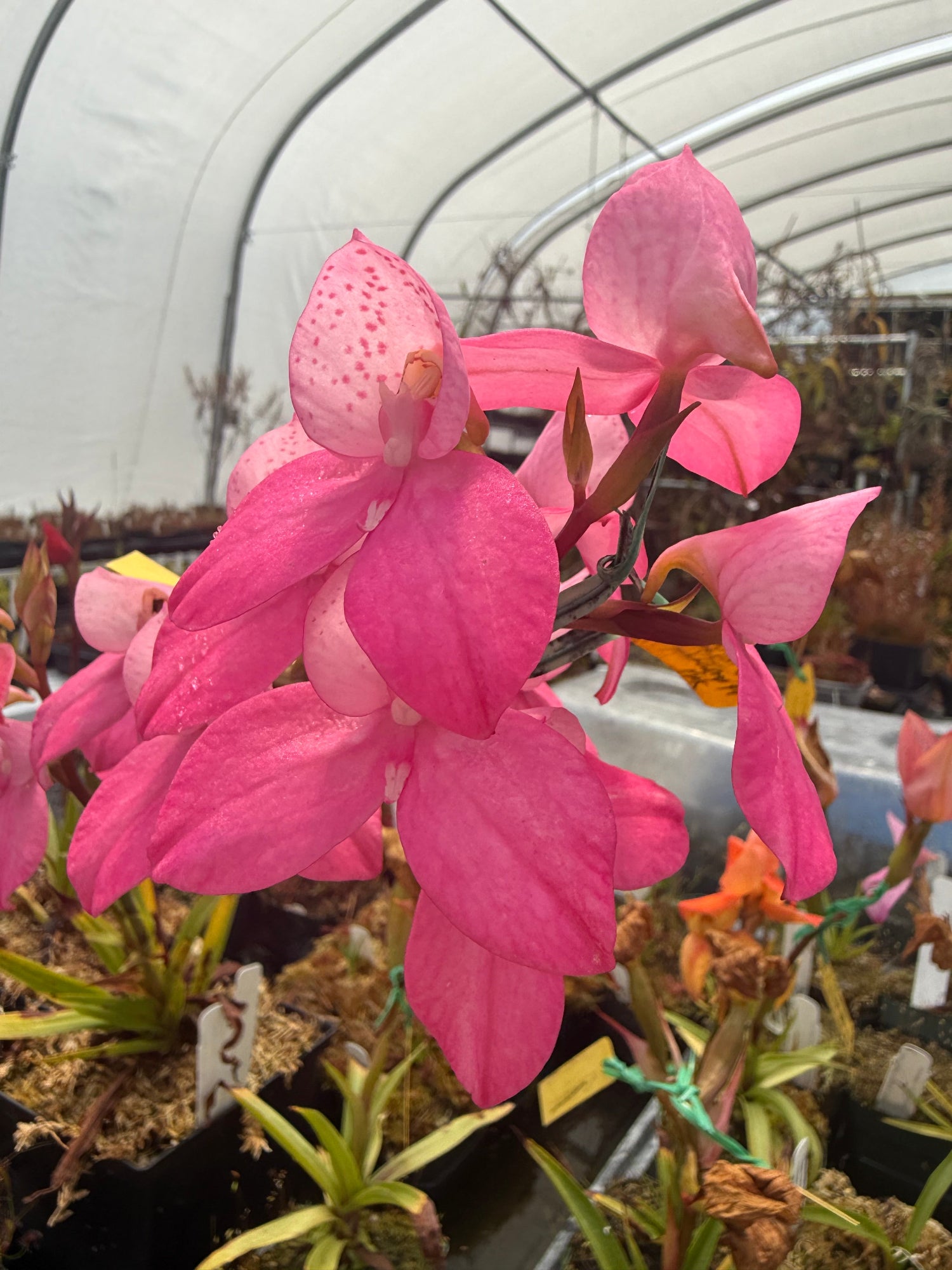 Disa Elwesii