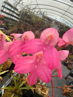 Disa Elwesii