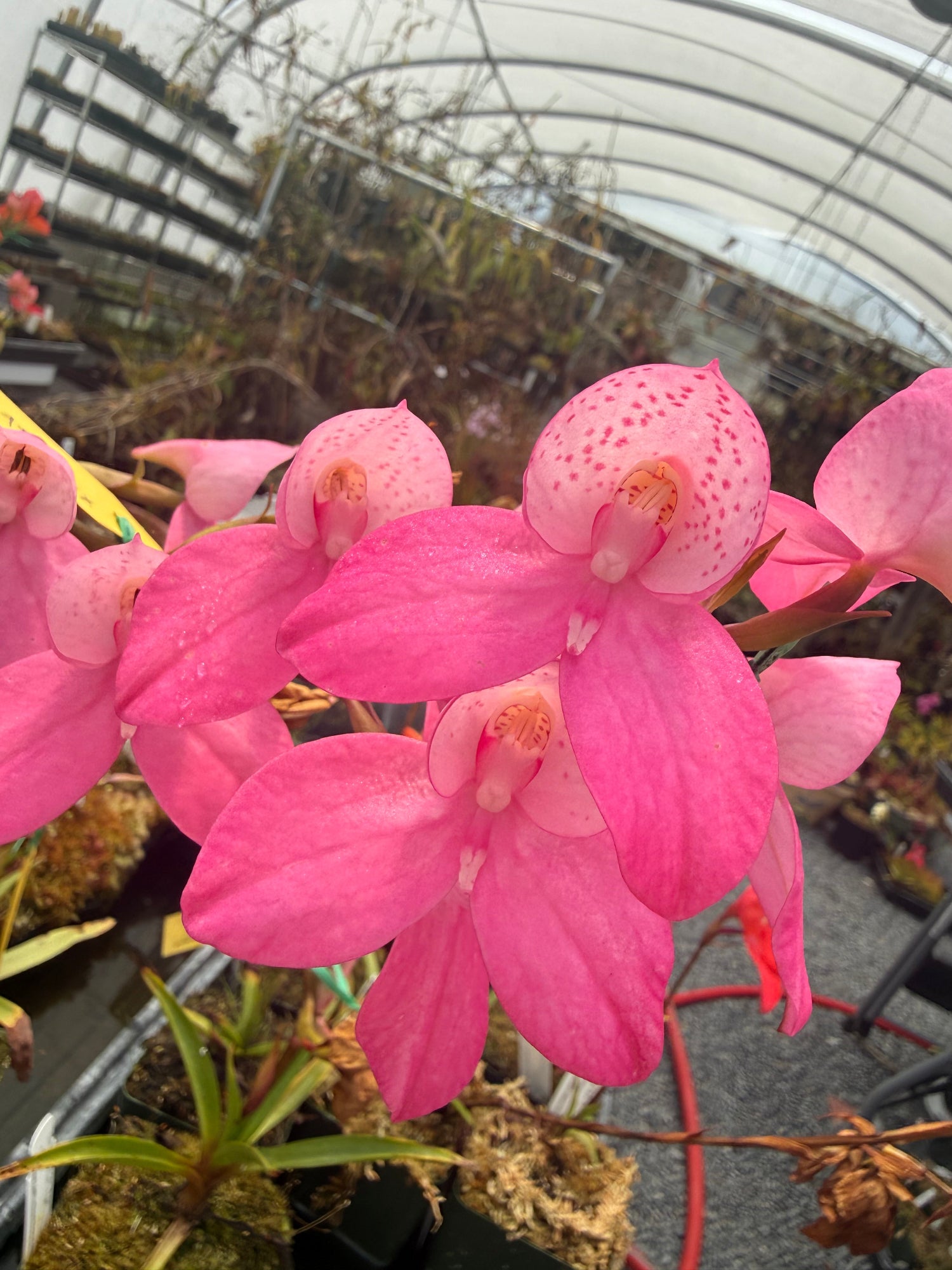 Disa Elwesii