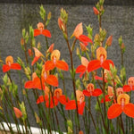 Disa Golden Age Orchid