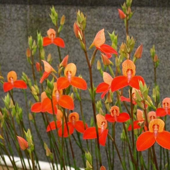 Disa Golden Age Orchid