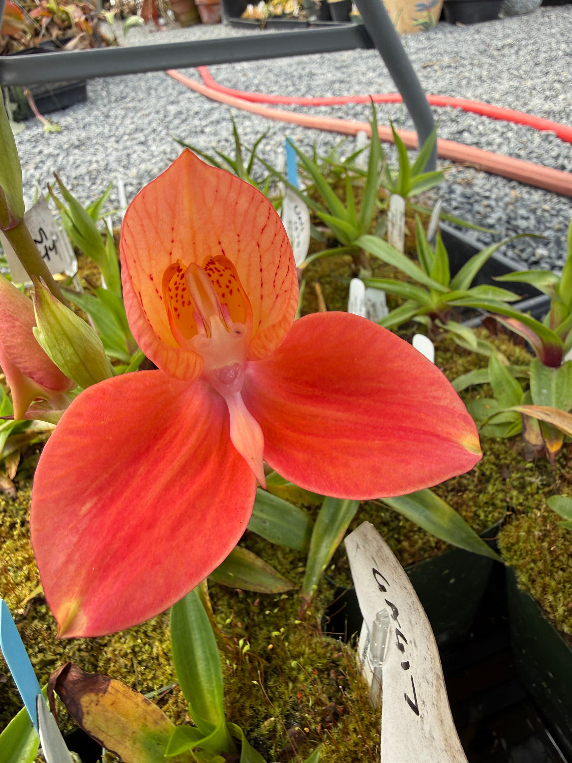 Disa Golden Age Orchid