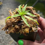 Disa Orchid Leaves