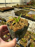 Disa Unifoam Plant