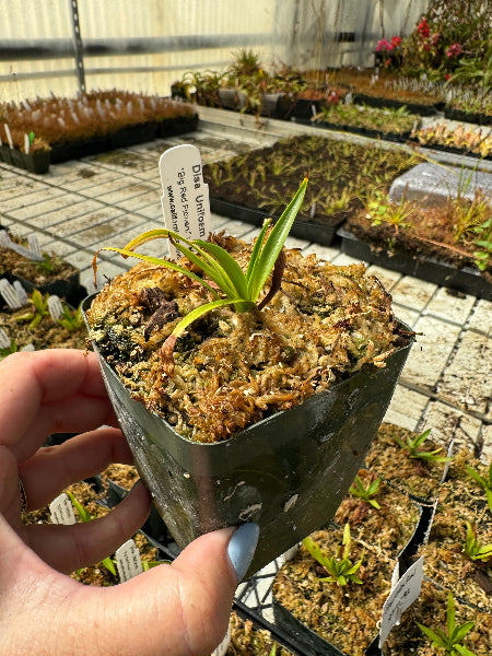 Disa Unifoam Plant