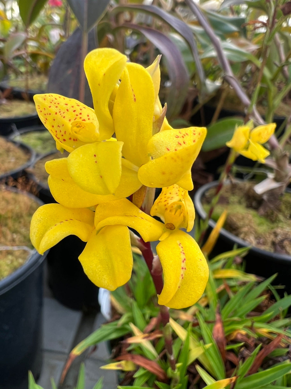 Disa aurata