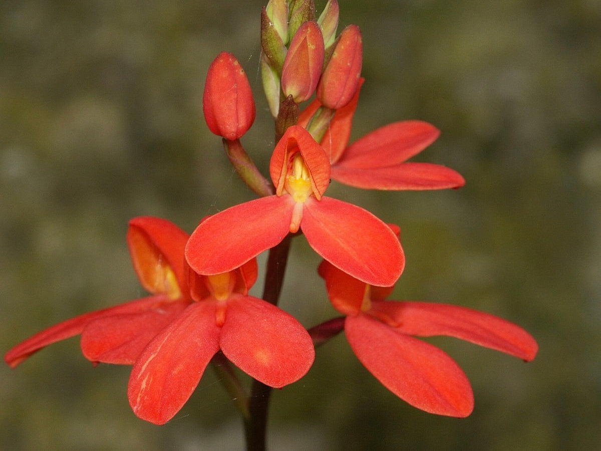Disa cardinalis orchid