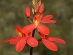 Disa cardinalis orchid