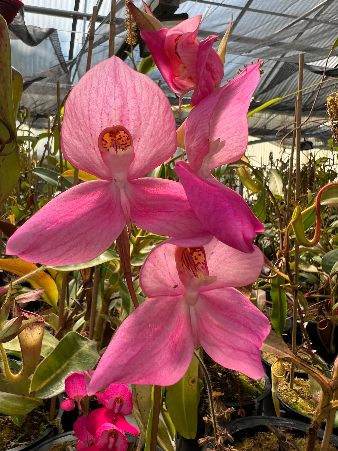 Disa kewensis Orchid