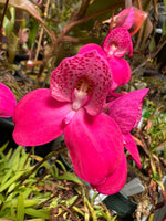 Disa kewensis Orchid