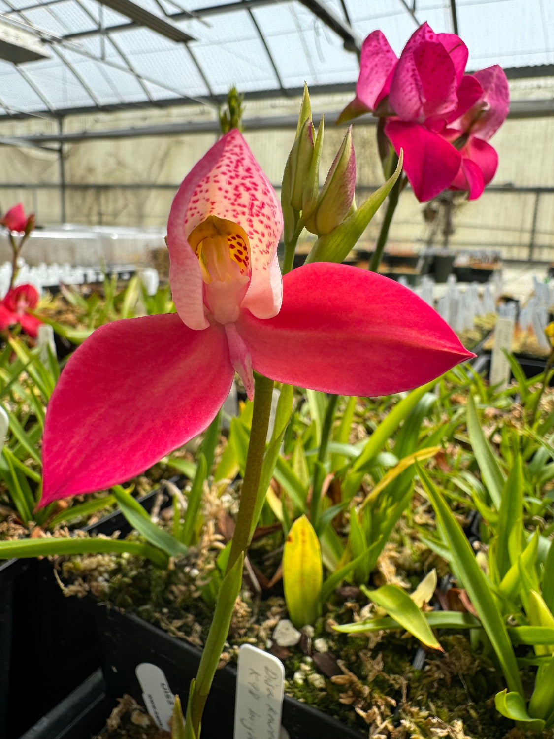 Disa kewensis Orchid