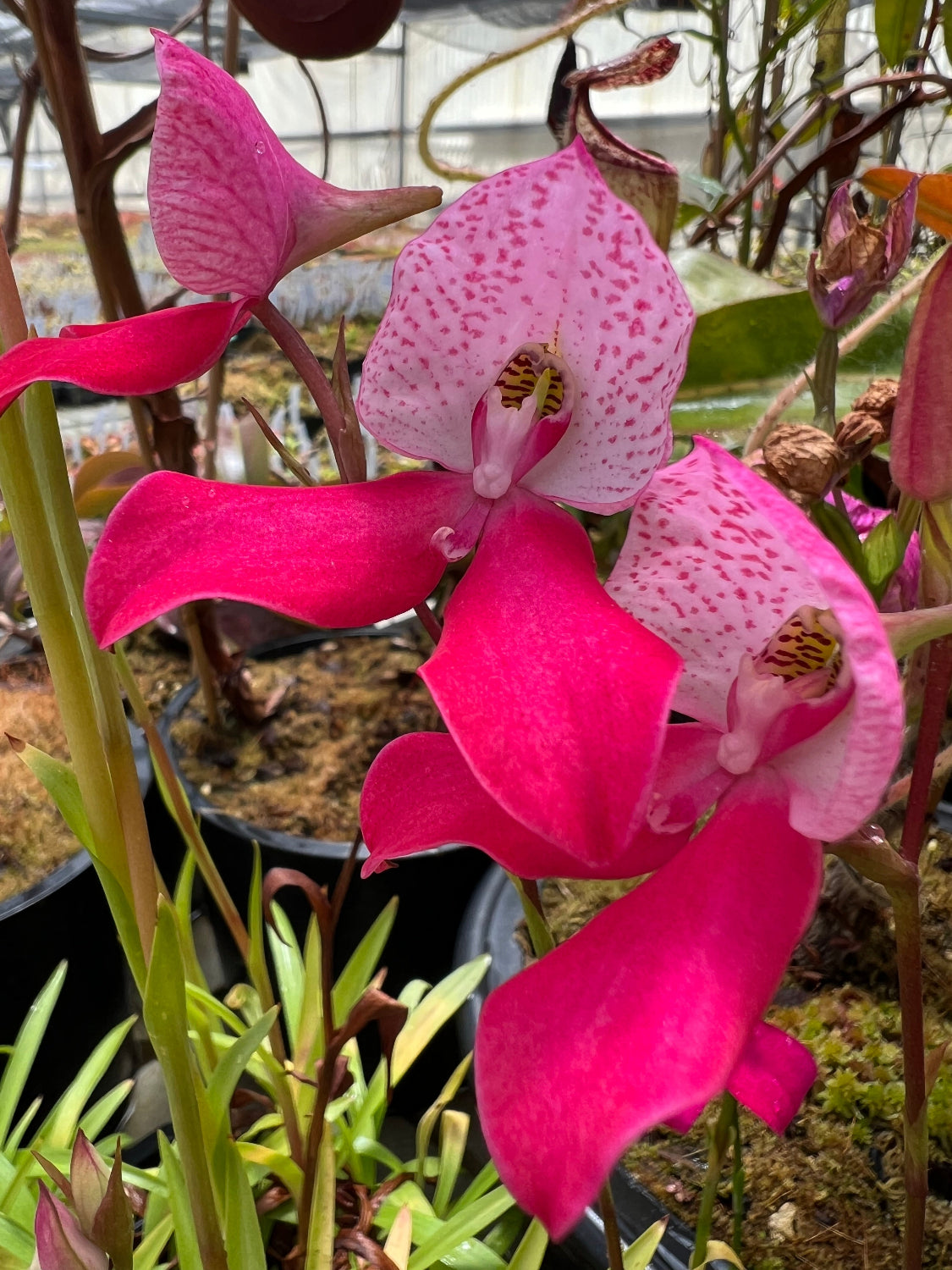 Disa kewensis Orchid