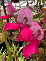 Disa kewensis Orchid