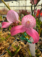 Disa kewensis Orchid