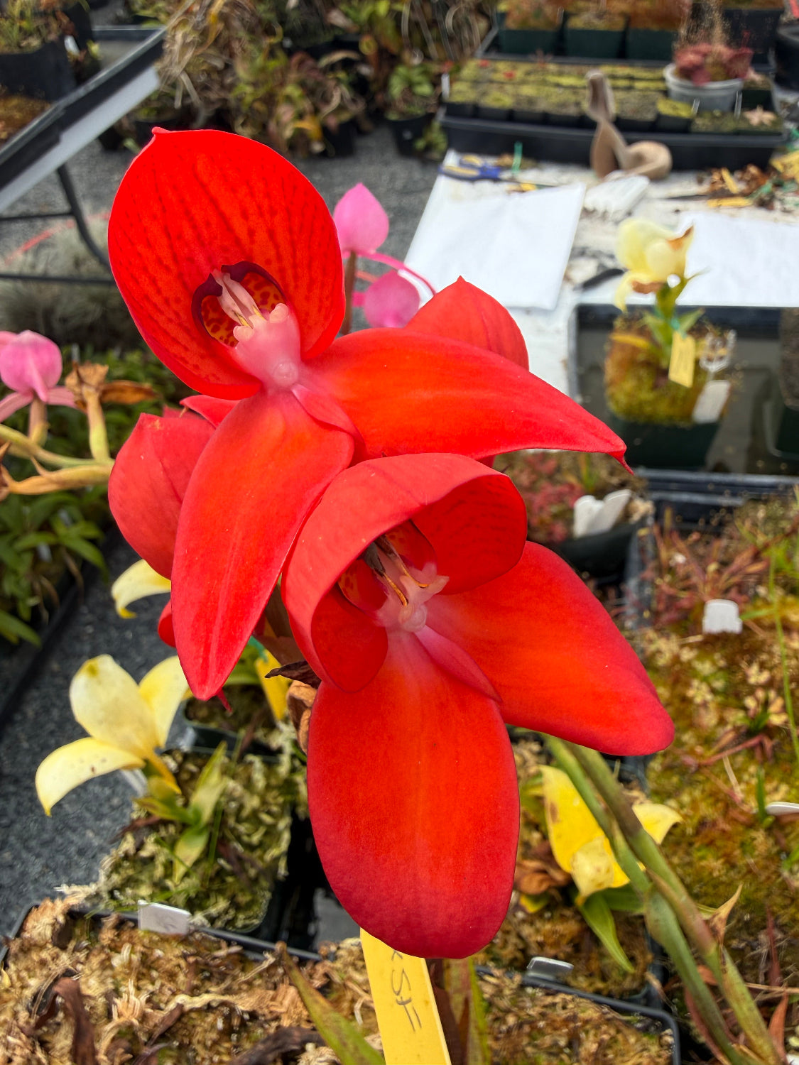 A close-up of a bright red orchid flower in bloom, photographed among other potted plants in a nursery or greenhouse setting.