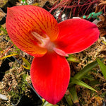 Disa uniflora