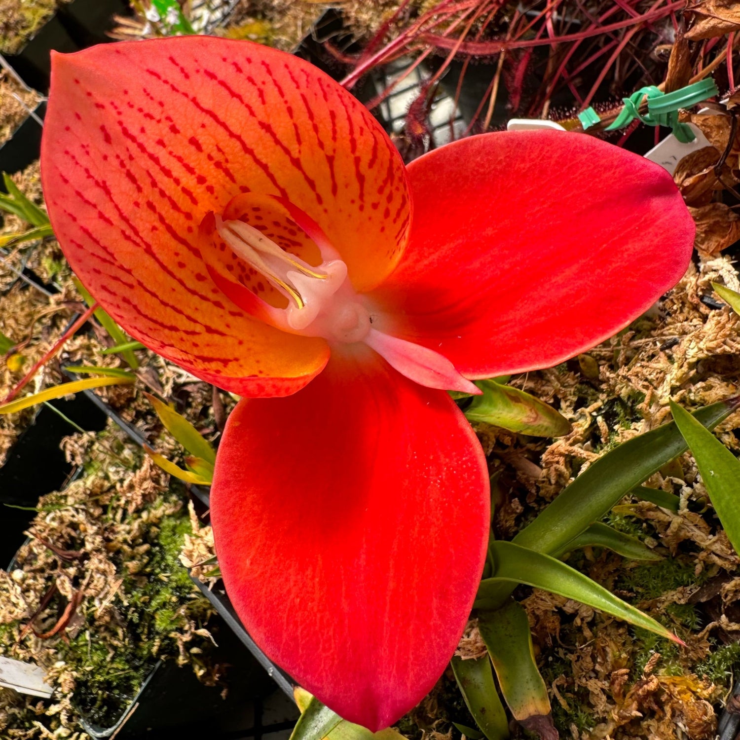 Disa uniflora