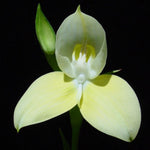 Disa uniflora orchid