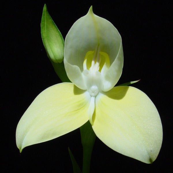 Disa uniflora orchid