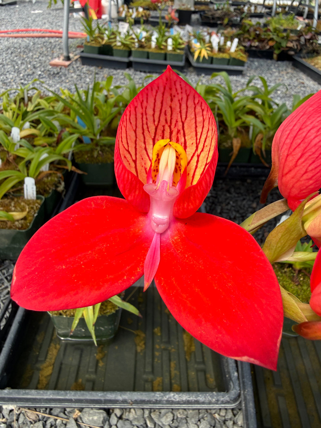 Disa uniflora red flower orchid