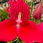 Disa uniflora red flower orchid