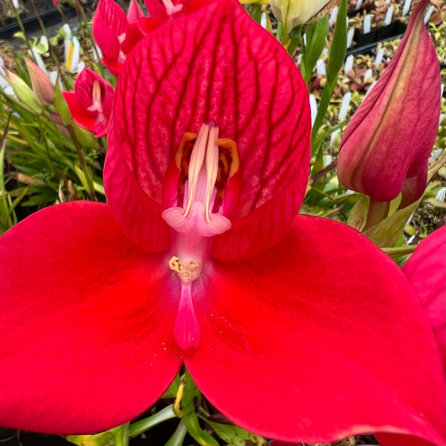 Disa uniflora red flower orchid