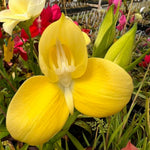 Disa uniflora yellow flower orchid