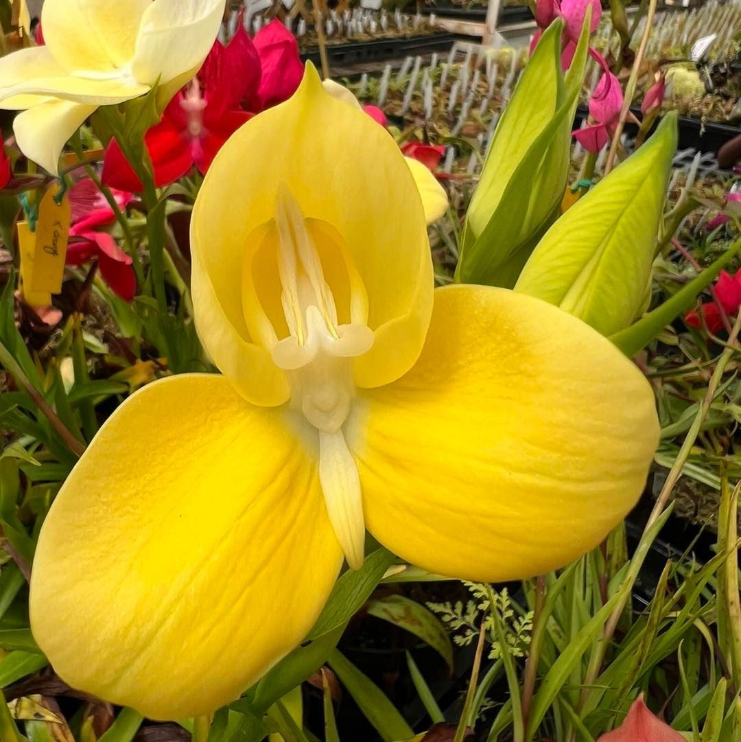 Disa uniflora yellow flower orchid