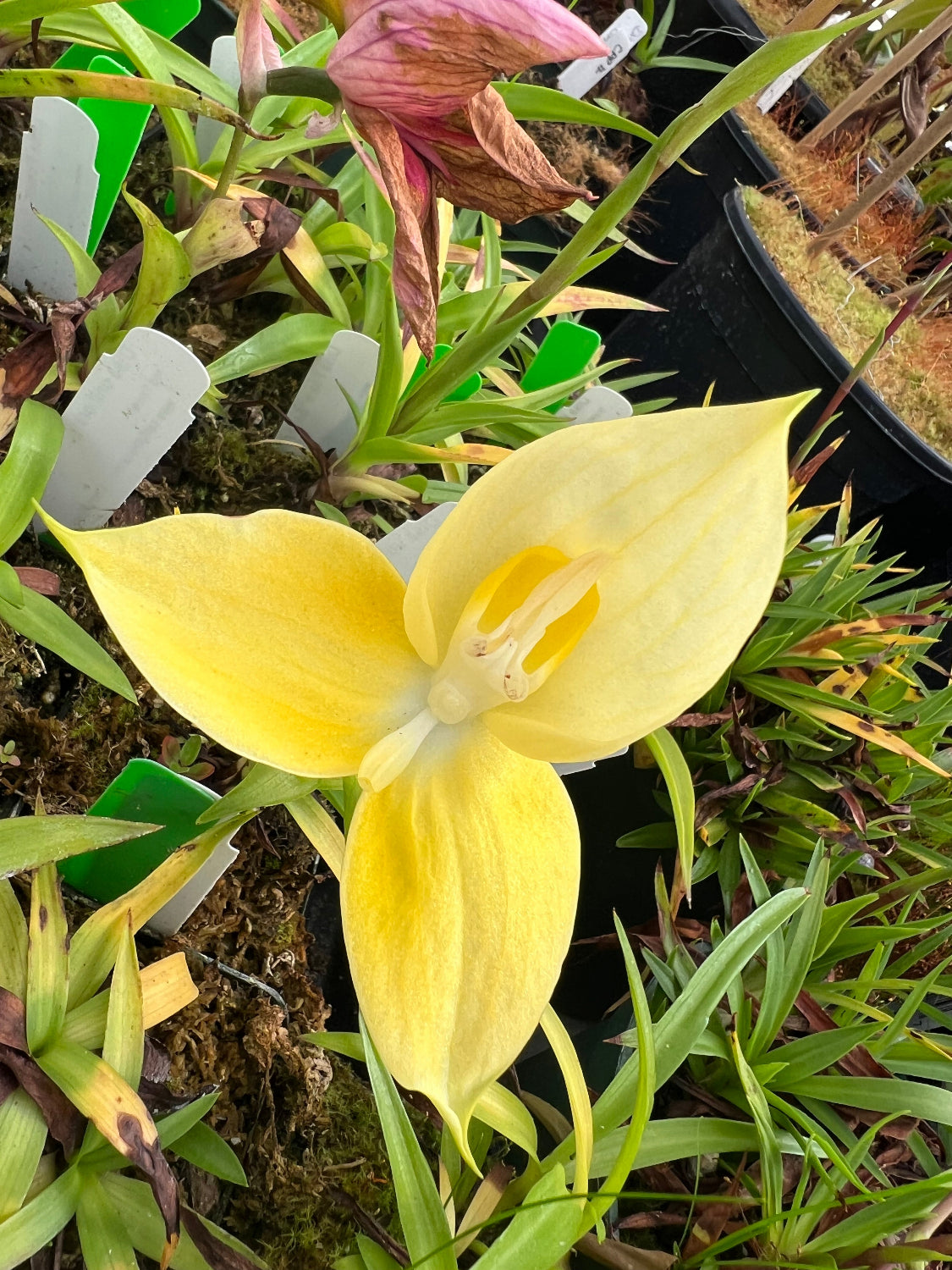 Disa uniflora yellow flower orchid