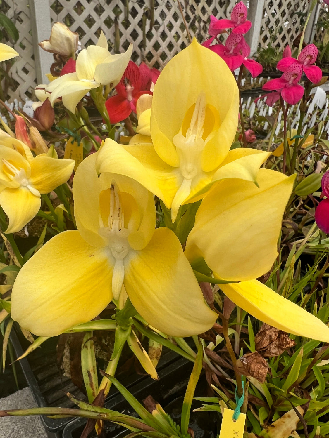 Disa uniflora yellow flower orchid