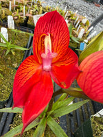 Disa unifoam Orchid