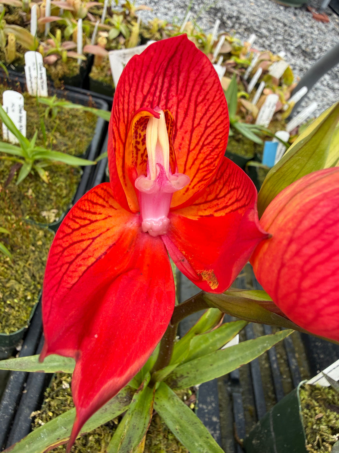 Disa unifoam Orchid