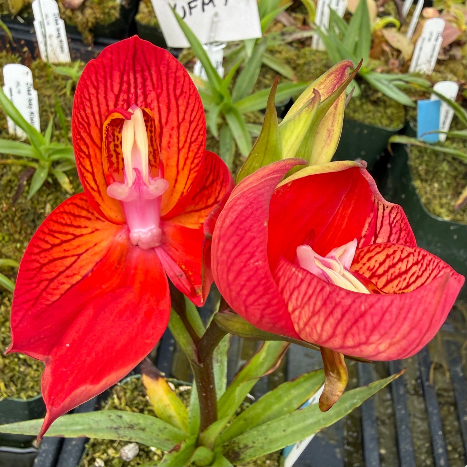 Disa unifoam Orchid