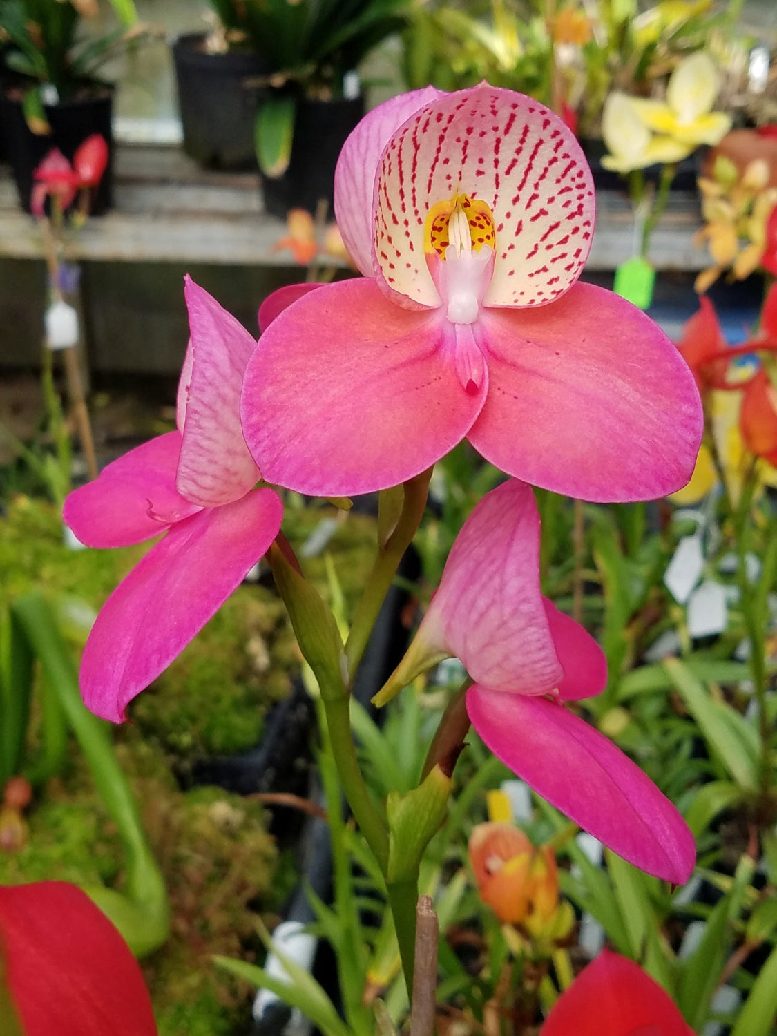 Disa watsonii 