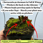 Dormant Sarracenia Pot