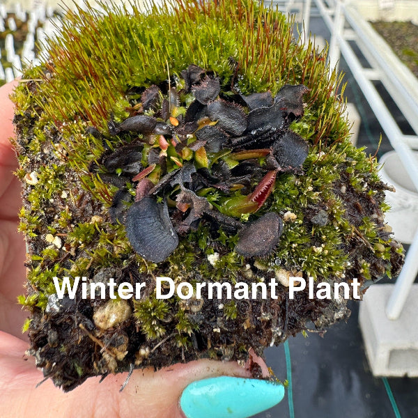 Dormant Venus flytrap