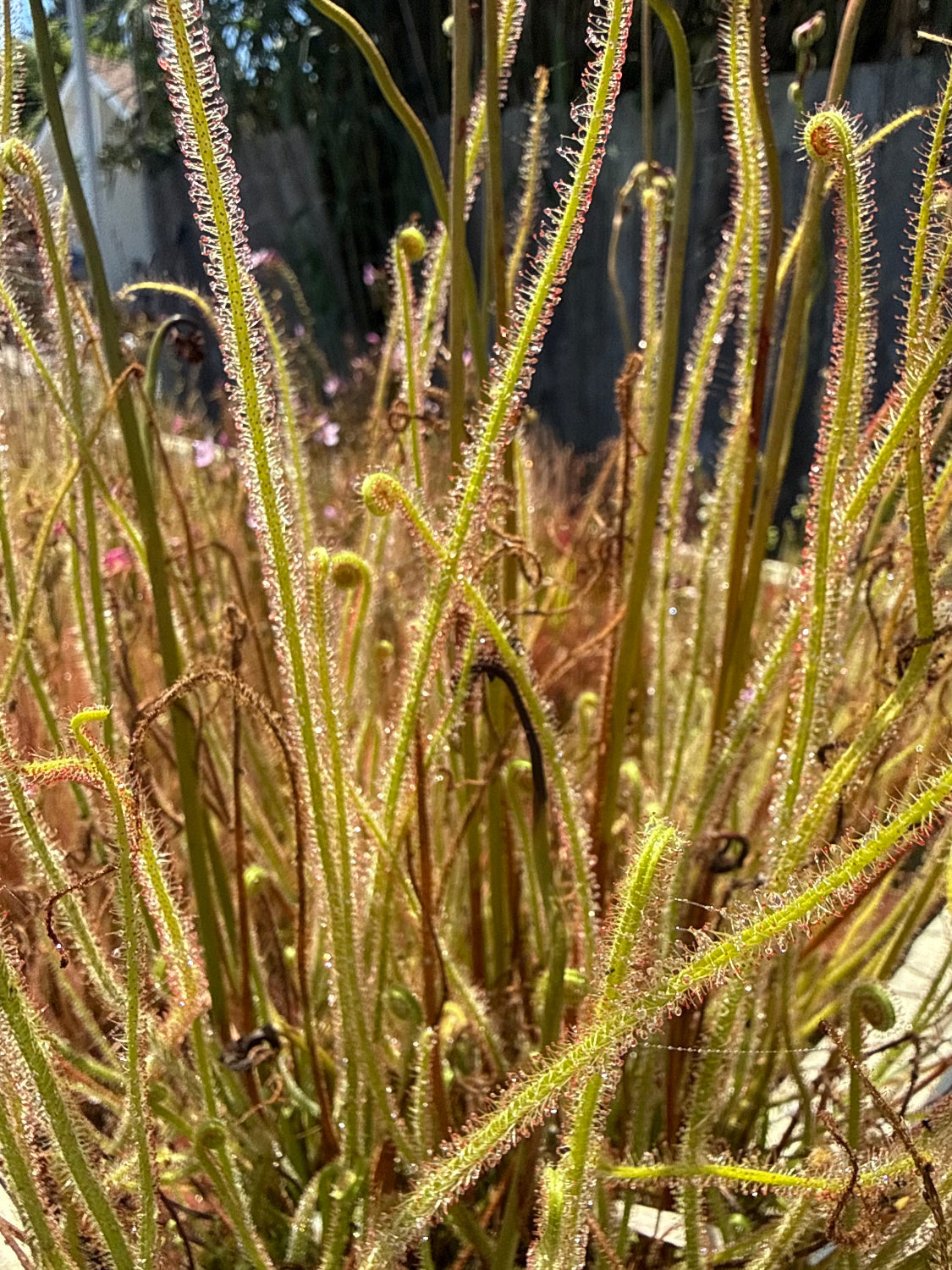 Drosera California Sunset Sundew