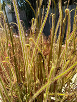 Drosera California Sunset Sundew