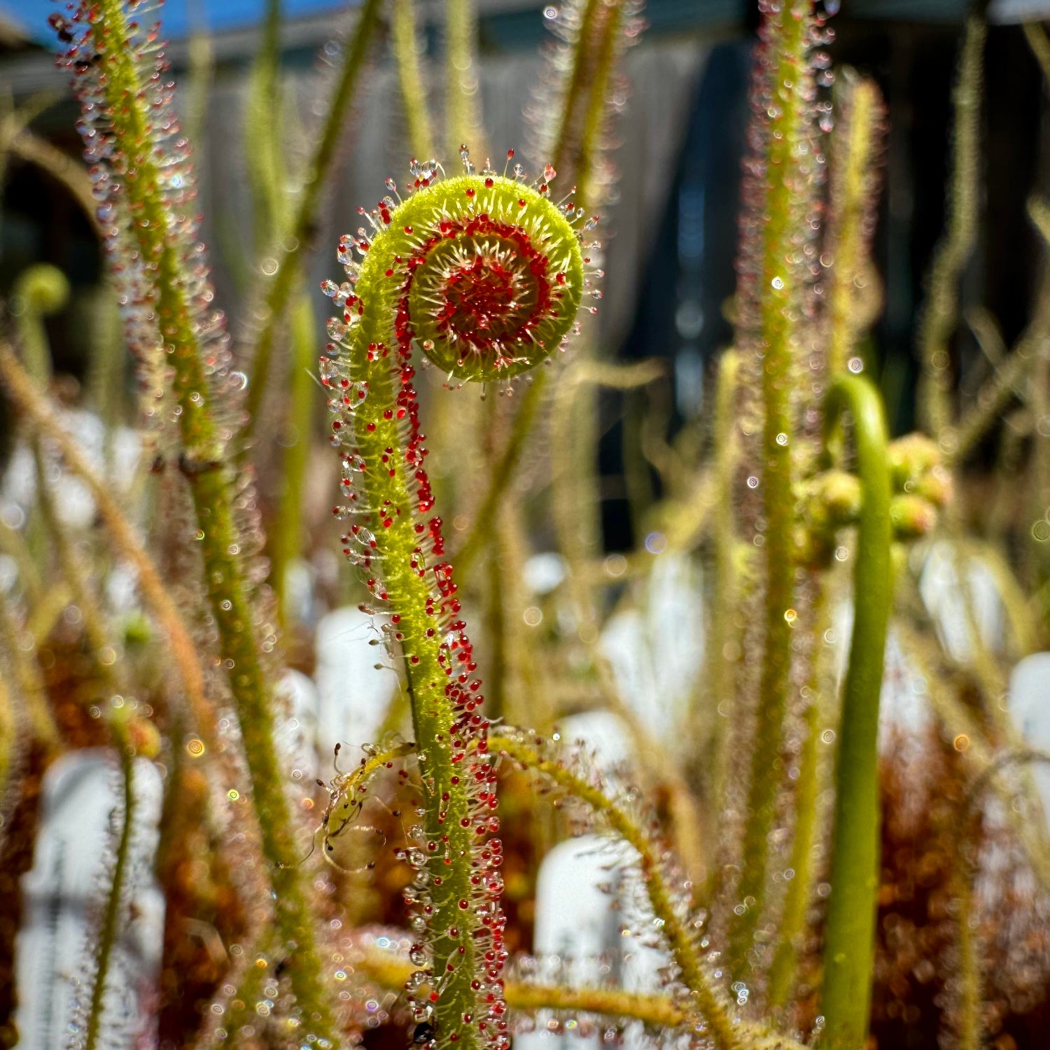 Drosera California Sunset Sundew