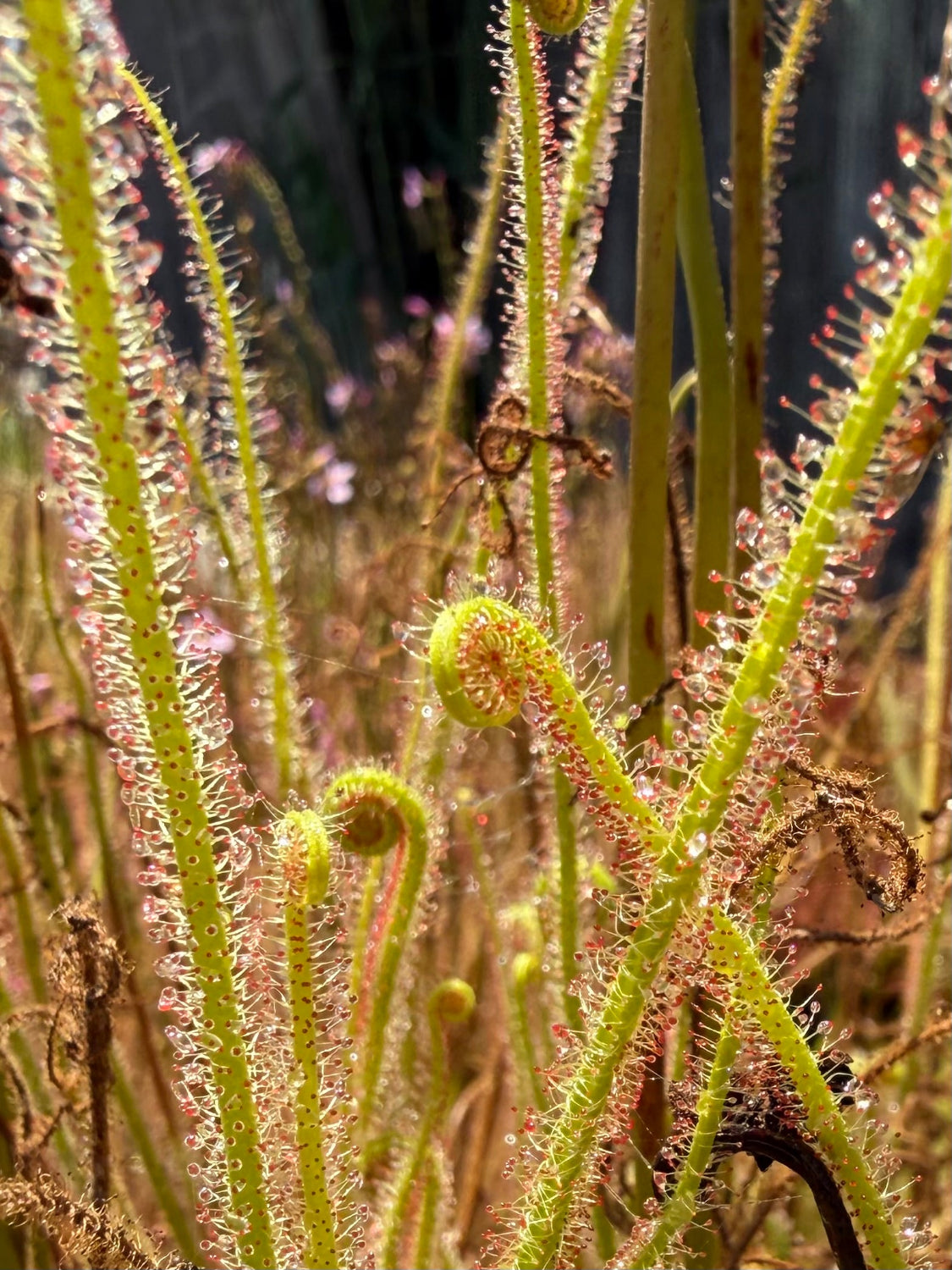 Drosera California Sunset Sundew